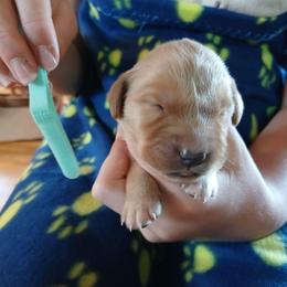 Teal - Dark golden male Golden Retriever puppy in Lanesboro, Minnesota from Eagle Ridge Golden Retrievers
