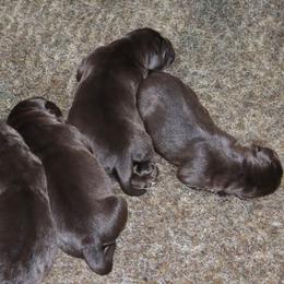 Lake - Chocolate female Labrador Retriever puppy in Camden, Indiana from Camden's Caring Canines