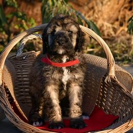 Poodle Puppies from Nay Design Poodles