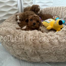 Poodle Puppies from Poodles 4 Life
