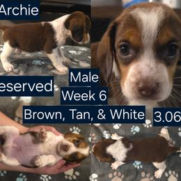 Archie Blue Male - Brown white and tan male Beagle puppy in Bemidji, Minnesota from Nse Farms Beagles