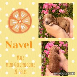 Navel - Red  male Goldendoodle puppy in Chattanooga, Tennessee from Scenic City Doodles