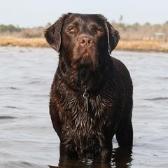 Labrador Retrievers from Stone Haven Labradors