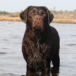 Labrador Retrievers from Stone Haven Labradors