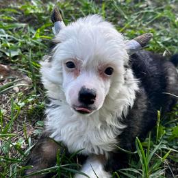 Puff boy with blue eye - Sable male Chinese Crested puppy in Rockvale, Tennessee from Cosmic Chinese Cresteds & Wind-Echo Poodles