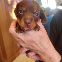 Dachshund Puppies from Lisa's Dachshunds