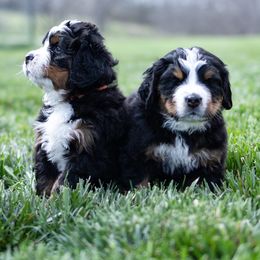 Bernese Mountain Dog Puppies from Mountain Dog Kennel