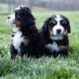 Bernese Mountain Dog Puppies from Mountain Dog Kennel