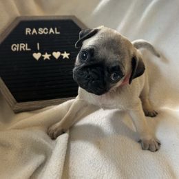 Girl 1 - Fawn female Pug puppy in Norborne, Missouri from Pug Palace
