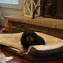 Lily - Cavalier King Charles Spaniel