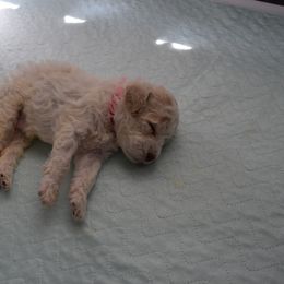 Lagotto Romagnolo Puppies from Southern Lagotto