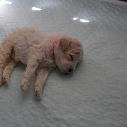 Lagotto Romagnolo Puppies from Southern Lagotto