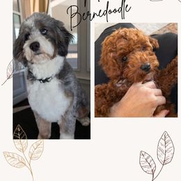 Bernedoodle puppies from Adored Poodle & Doodles
