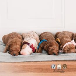Bernedoodle and Goldendoodle Puppies from Hommel’s Mini Darling Doodles
