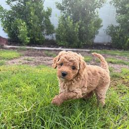 Hattie - Red female Cockapoo puppy in Mesa, Arizona from Goldenpaw Cockapoos