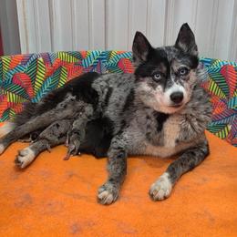 Eclipse - Pomsky