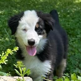 Luna - Black tri-color female Australian Shepherd puppy in Lynnville, Indiana from Moonlightaussies