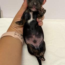 Boy 3 - Black male Dachshund puppy in Paradise, California from Barnes’ Doxies
