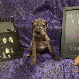 Gomez - Merle male Great Dane puppy in Batavia, New York from White House of Danes