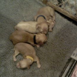 Dachshund Puppies from Miles of Dachshunds
