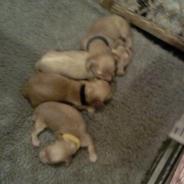 Dachshund Puppies from Miles of Dachshunds