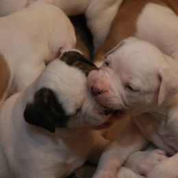 American Bulldog Puppies from Ferocia Kennels