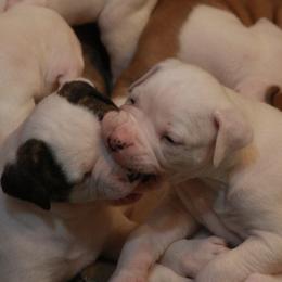 American Bulldog Puppies from Ferocia Kennels