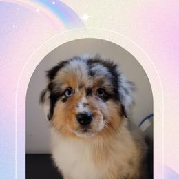Jophiel - Blue merle female Australian Shepherd puppy in Pottstown, Pennsylvania from Daffodil Australian Shepherds