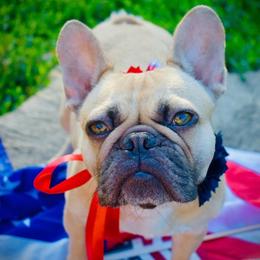 Creedence - French Bulldog