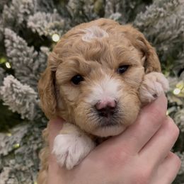 Mr Sweets - Apricot male Goldendoodle puppy in Mayfield, Utah from Ruff Country Doodles