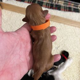 Benjamin - Orange Boy - Ruby male Cavalier King Charles Spaniel puppy in Little Rock, Arkansas from Montra Japanese Chin & Cavalier King Charles Spaniels