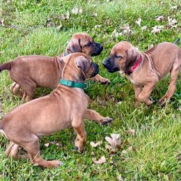 Rhodesian Ridgeback puppies from ApacheRidge Ranch