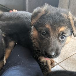 German Shepherd Puppies from Valley Shepherds LLC