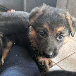 German Shepherd Puppies from Valley Shepherds LLC
