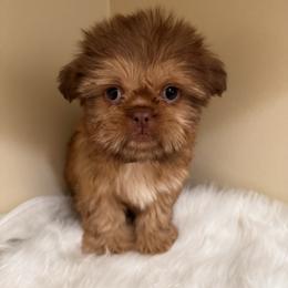 Mikey - Gold male Shih Tzu puppy in Azusa, California from RJ Shih Tzu lover