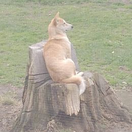 Fisher - Shiba Inu