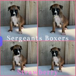 Strawberry - Fawn female Boxer puppy in Madisonville, Texas from Sergeant's Boxers