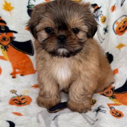 Mikey (Michael) - Sable and white male Shih Tzu puppy in Oak Park, California from Boodaboo Shih Tzu’s