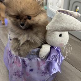 Roberta - Red sable female Pomeranian puppy in Ladera Ranch, California from Tinkerpoms