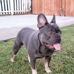 Nico - French Bulldog