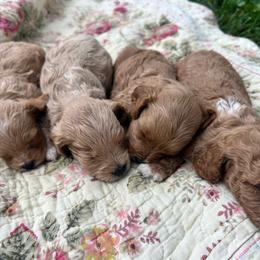 Girl pick 4 - female Cavapoochon puppy in Clementon, New Jersey from PitterPatterPuppiesNJ