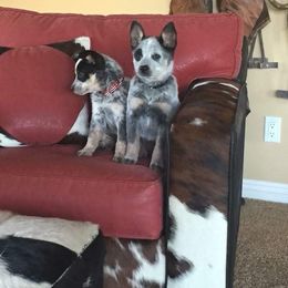 Australian Cattle Dog Puppies from Tin Roof Australian Cattle Dogs