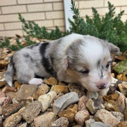 Puzzle - Blue merle and white female American Corgi puppy in Midway, Arkansas from Wildlings & Wild Things Homestead