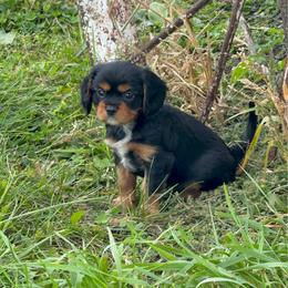 Milo AKC - Black and tan male Cavalier King Charles Spaniel puppy in Fairmount, Indiana from Dream Maker Cavaliers
