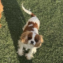 Margie - Cavalier King Charles Spaniel