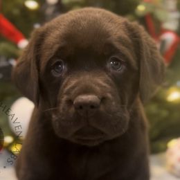 Cider - Chocolate Labrador Retriever puppy in Camden, Tennessee from Pure Heaven Labs