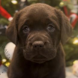 Cider - Chocolate Labrador Retriever puppy in Camden, Tennessee from Pure Heaven Labs