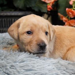 Girl 4 - Yellow Labrador Retriever puppy in Gilbert, South Carolina from Crout Kennels