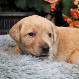 Girl 4 - Yellow Labrador Retriever puppy in Gilbert, South Carolina from Crout Kennels