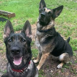German Shepherds from AKC German Shepherd Puppies